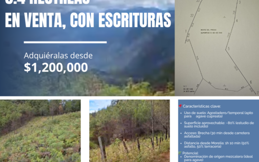 Los Amoles, hectáreas mezcaleras rústicas